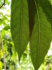 Tristiropsis obtusangula