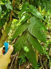 Tristiropsis obtusangula