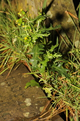 Senecio vulgaris