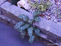 Pulmonaria saccharata