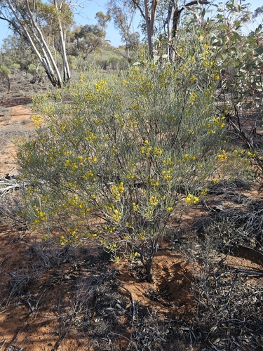 Senna artemisioides