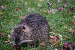 Myocastor coypus