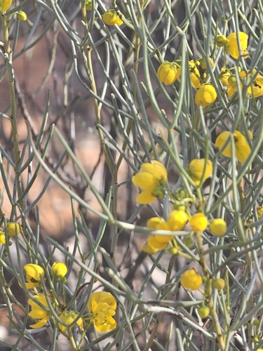 Senna artemisioides