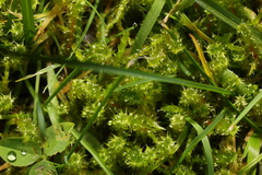 Rhytidiadelphus squarrosus