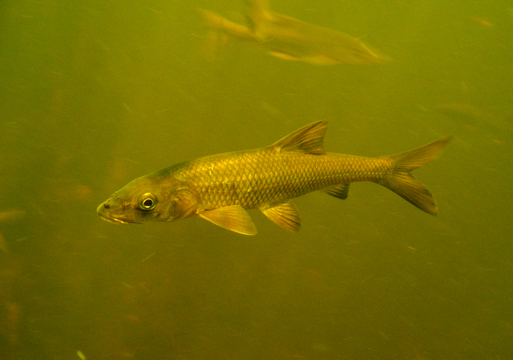 Clanwilliam Sawfin