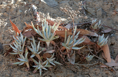 Dudleya virens
