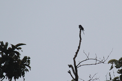 Dicrurus caerulescens