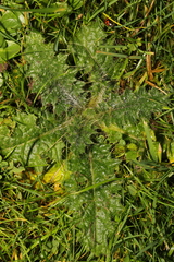 Cirsium vulgare