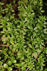 Galium aparine