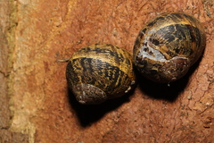 Cornu aspersum