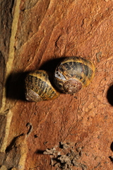 Cornu aspersum