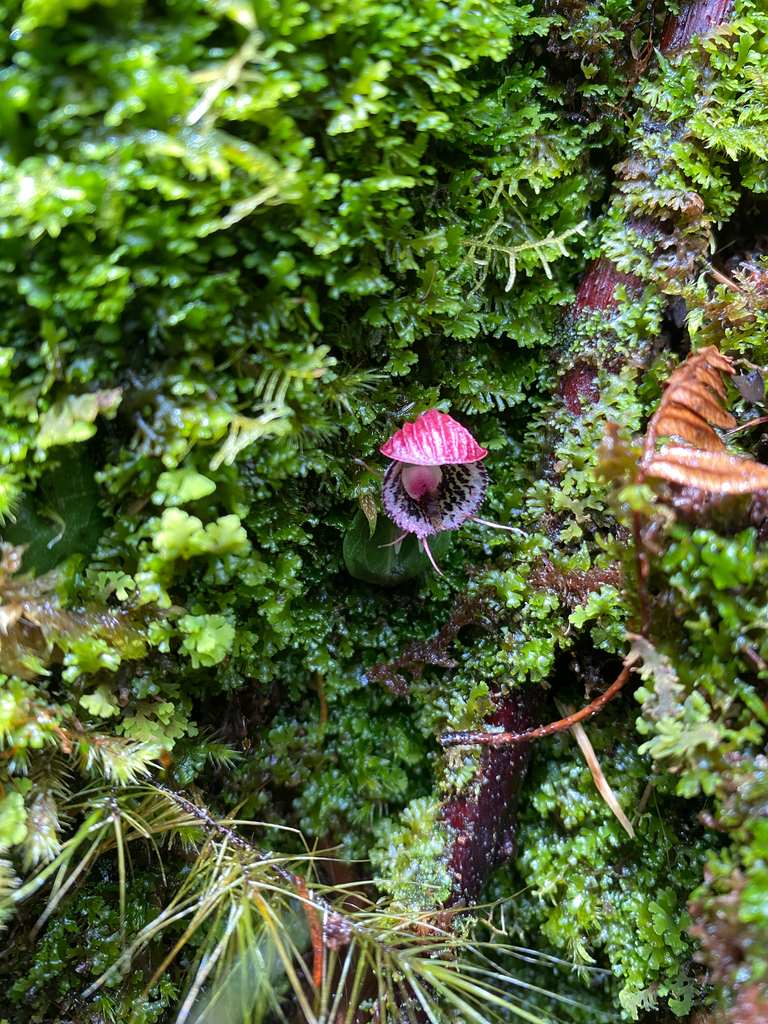 Corybas calopeplos