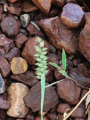 Tragus mongolorum, 2025-09-23