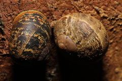 Cornu aspersum