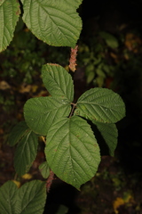 Rubus tuberculatus