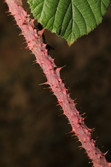 Rubus tuberculatus