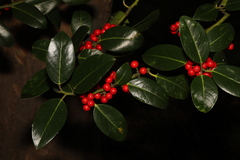 Ilex aquifolium