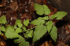 Urtica dioica