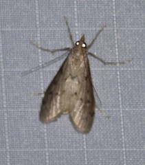 Blepharomastix haedulalis