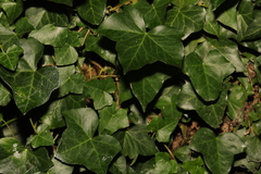 Hedera helix