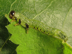 Arge nigripes