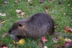 Myocastor coypus