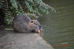 Myocastor coypus