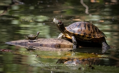 Trachemys scripta elegans