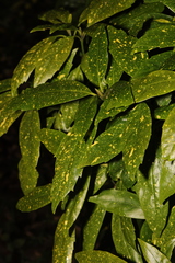 Badnavirus