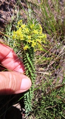 Struthiola mundii