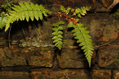 Dryopteris filix-mas