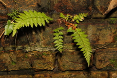 Dryopteris filix-mas