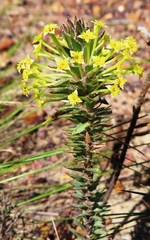 Struthiola mundii