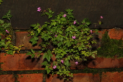 Geranium robertianum