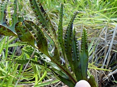 Microsorum pustulatum howense