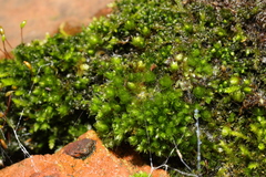 Ptychostomum capillare