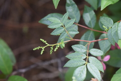 Rhus terebinthifolia