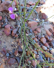 Polygala lehmanniana