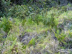 Microsorum pustulatum howense