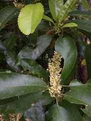 Melicytus ramiflorus