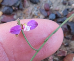 Polygala lehmanniana