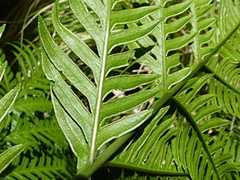 Pteris microptera