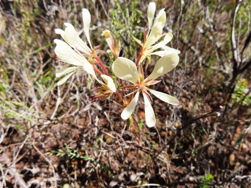 Image of Fleshy Storksbill (Pelargonium carneum) by (c) linkie, some rights reserved (CC BY)