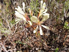 Pelargonium carneum
