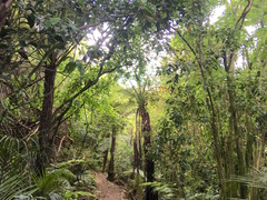 Hedycarya arborea