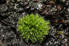 Grimmia pulvinata