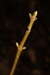 Acer pseudoplatanus