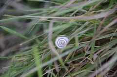 Helicella itala