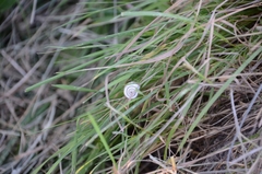 Helicella itala