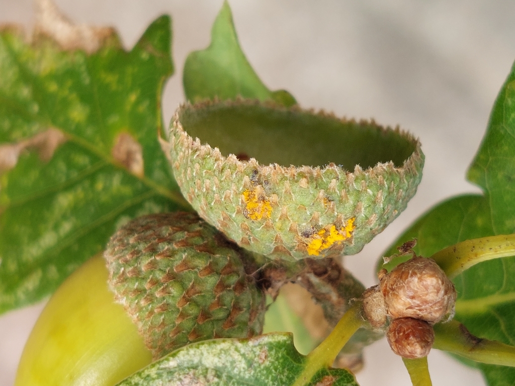 Rust On Oak Pine-oak gall rust in September 2025 by Dr. Alan Inman. Two acorn ...